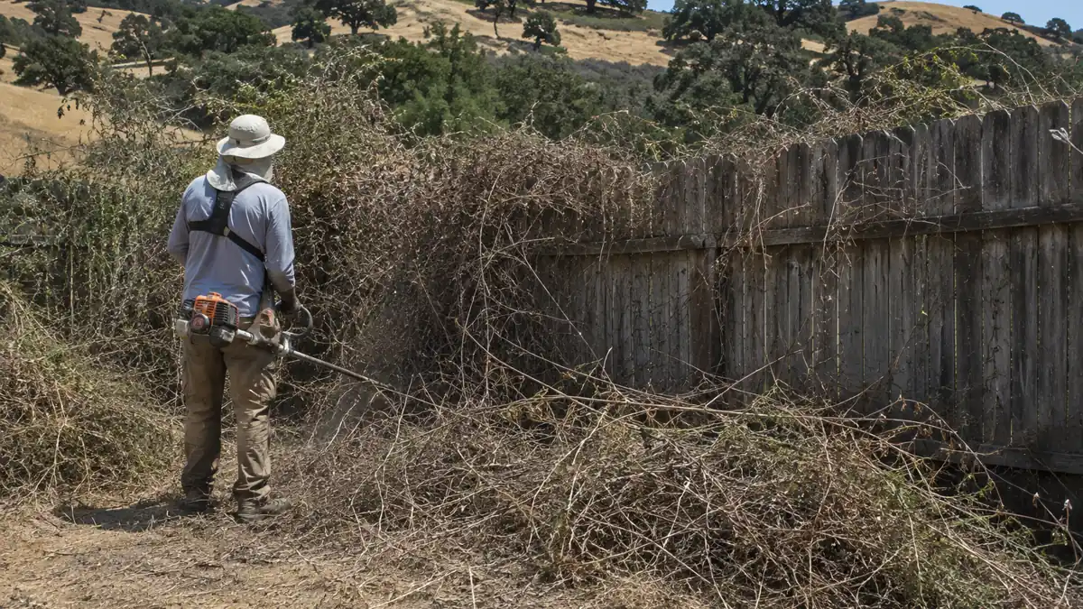 Worker cutting a wall of dry overgrown brush away from a backyard wood fence in Chino Hills