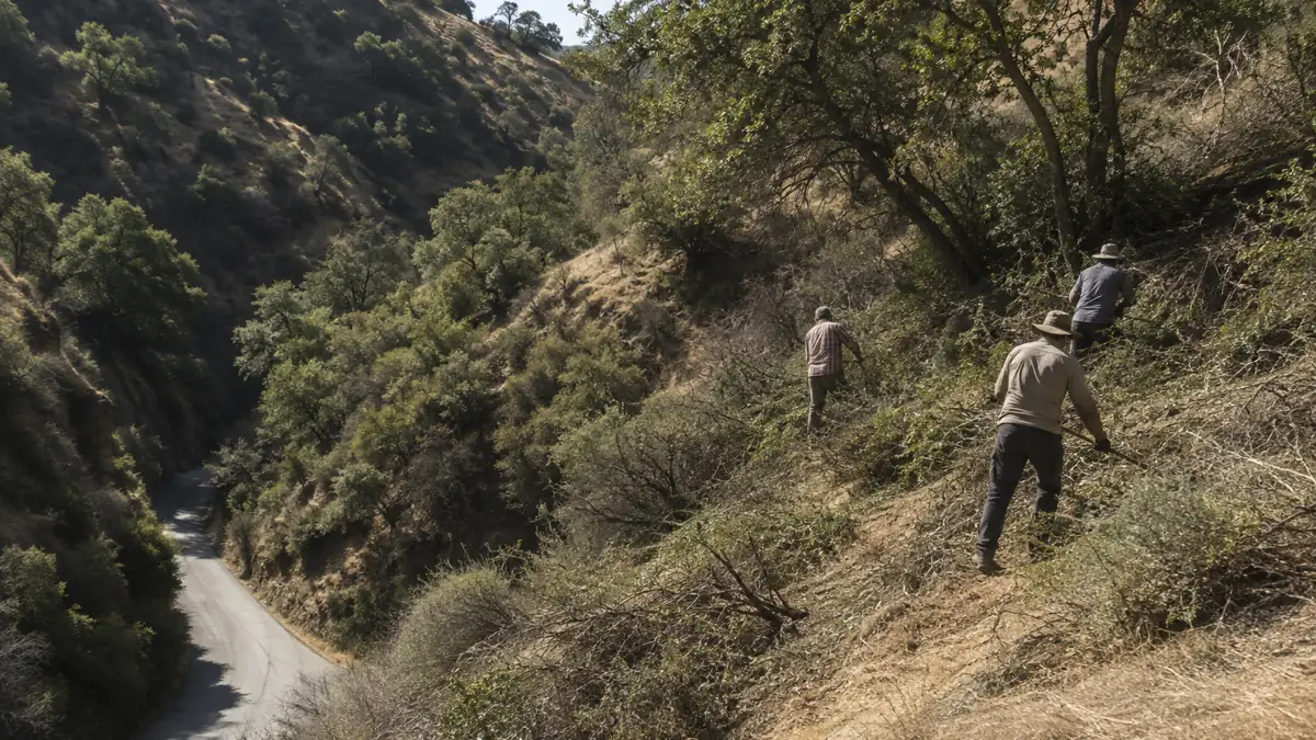 Hand crew clearing chaparral from a steep parcel above Carbon Canyon Road near Sleepy Hollow, with the canyon dropping away below