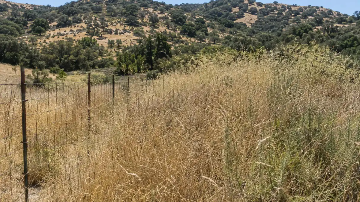 Dry annual weeds and brush along a Chino Hills property line before abatement