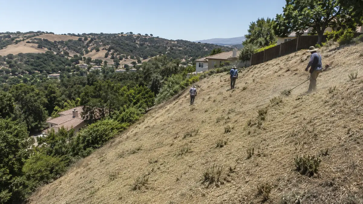 Hand crew cutting dry brush on a steep hillside slope behind homes on the edge of Chino Hills